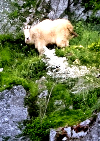 Goats on climbing the rocks